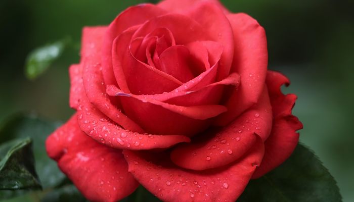 Rosa roja abierta con gotas de agua sobre los pétalos
