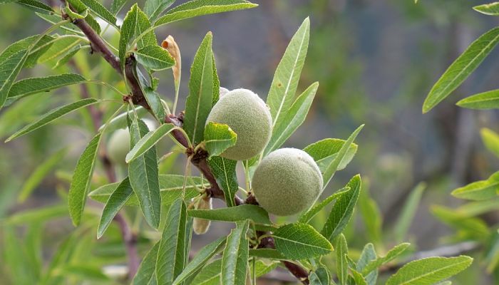 Almendrucos verdes en la rama del almendro