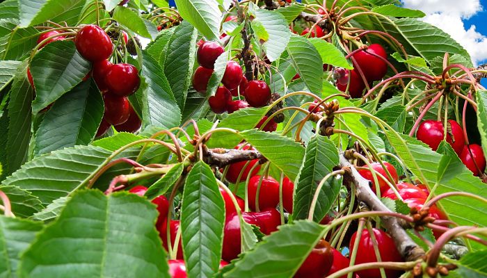 Frutos rojos madurando en el árbol antes de la recolección