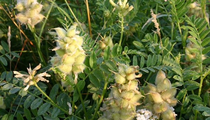 Leguminosa silvestre con frutos vellosos agrupados y hojas compuestas