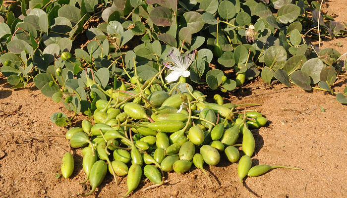 Alcaparrones recién recogidos junto a la mata en flor