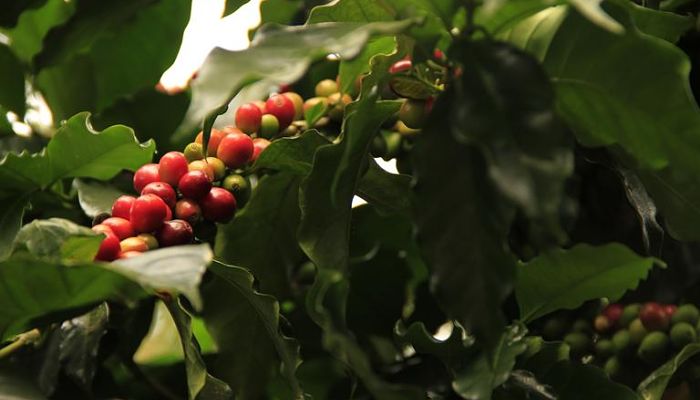 Frutos rojos y verdes de cafeto en la rama, entre hojas brillantes