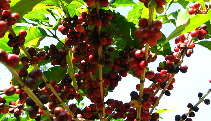 Cerezas de cafeto madurando en la rama, rojas y moradas