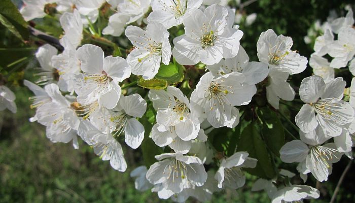 Floración del guindo, con flores blancas agrupadas