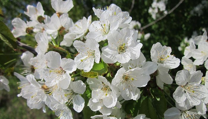 Flor blanca de cerezo, con cinco pétalos y estambres largos