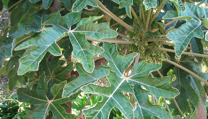 Hojas grandes y lobuladas de una papaya de montaña
