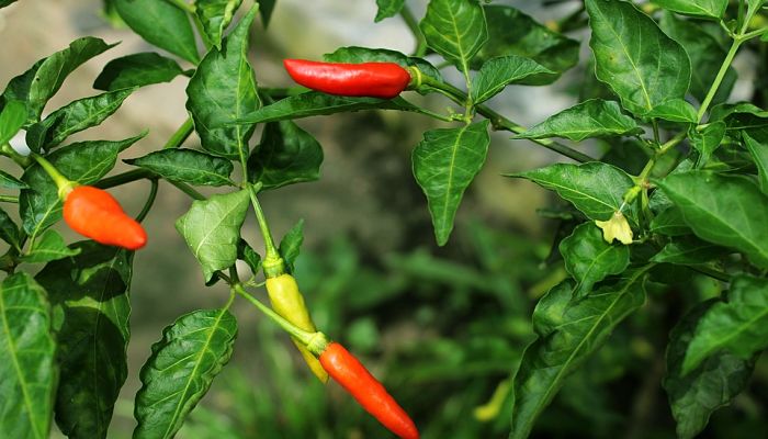 Planta de chile con frutos rojos, naranjas y amarillos