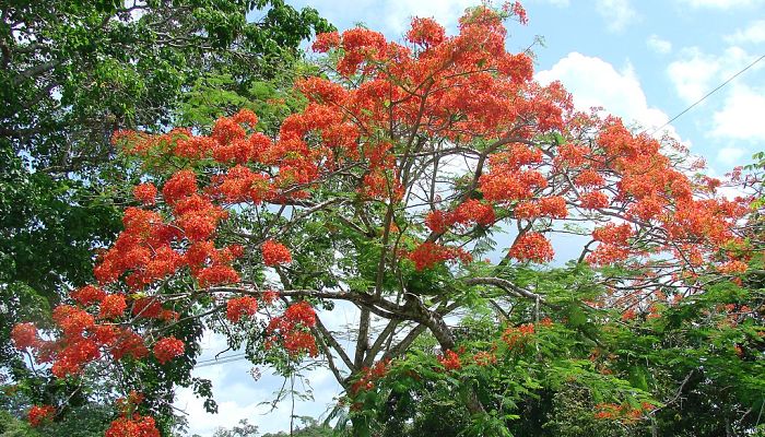 Flamboyán adulto en flor con la copa aparasolada cubierta de flores rojas