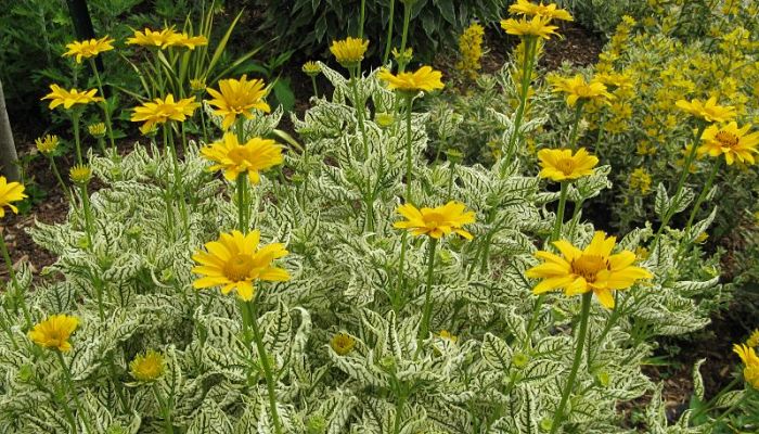 Heliopsis helianthoides de follaje variegado en flor