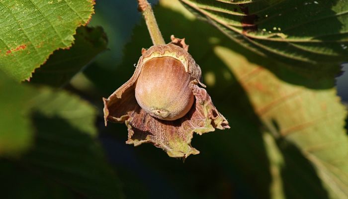 13 Beneficios Y Propiedades Del Nochizo