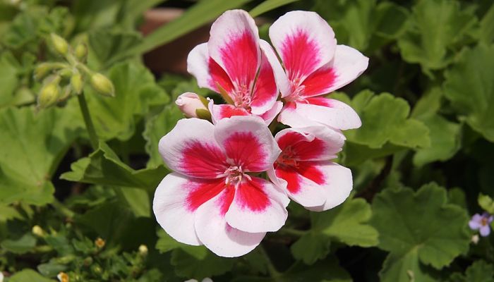 Flores blancas con centro rojo carmín de un pelargonio zonal de balcón