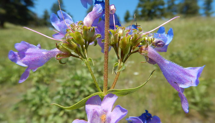 Inflorescencia de penstemon con flores tubulares azul violáceo