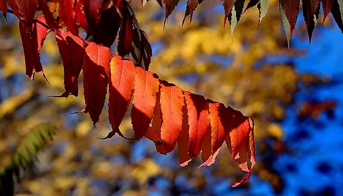 Hojas pinnadas de zumaque con color rojo intenso de otoño