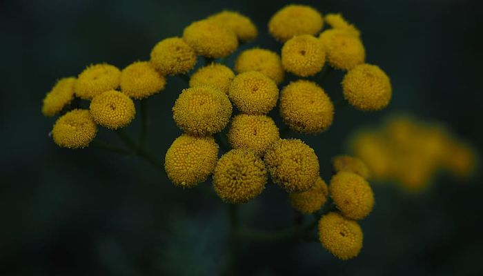 Corimbo de tanaceto con botones florales amarillos sin lígulas