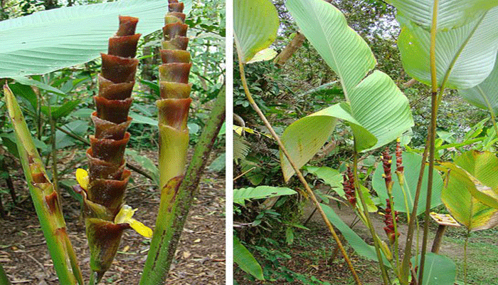 Inflorescencia del bijao, con brácteas pardas apiladas y flores amarillas