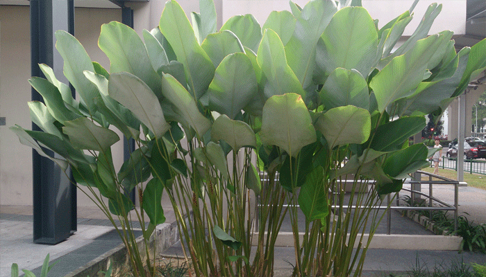 Mata de Calathea lutea con el envés blanquecino de las hojas a la vista