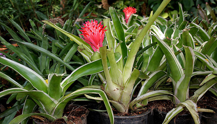 Billbergia pyramidalis en maceta con inflorescencia roja erecta