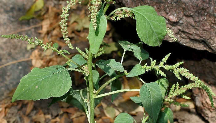 Amaranthus viridis, el bledo de inflorescencias verdes y delgadas