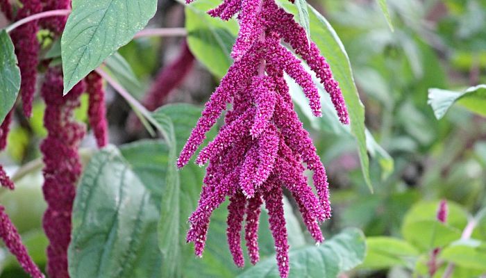 Amaranto ornamental de panículas colgantes de color magenta