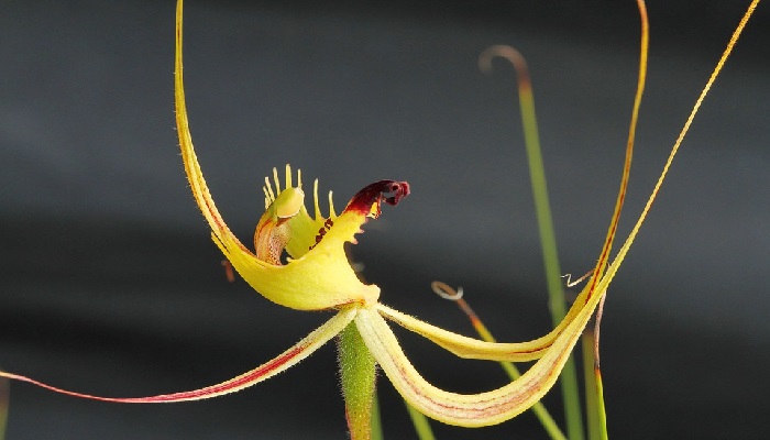 Orquídea araña australiana de flor amarilla con segmentos finos y labelo con flecos