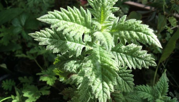 Hojas opuestas y profundamente recortadas de menta de lobo en una mata joven