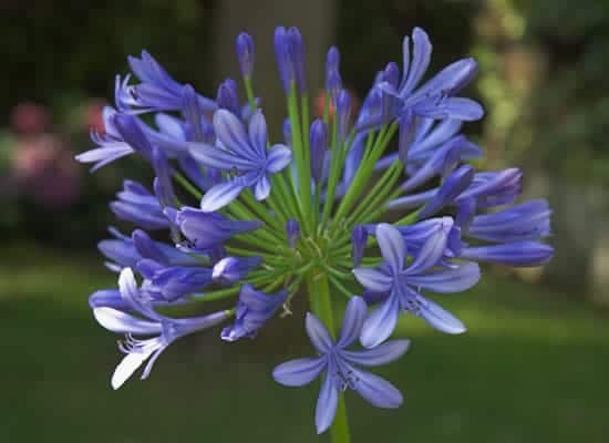 Mata de agapanto en flor en un macizo de verano