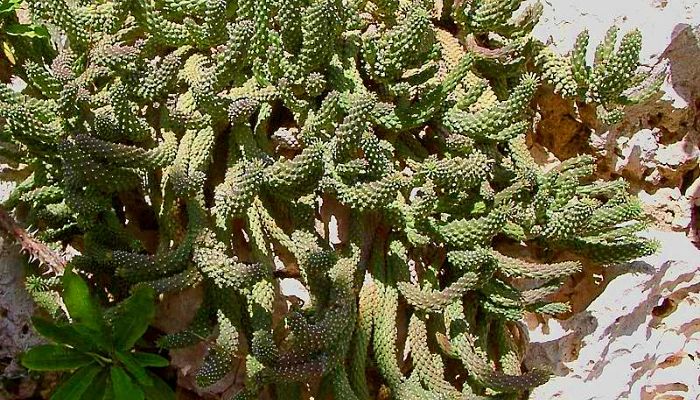 Euforbia medusoide formando una mata amplia de brazos tuberculados