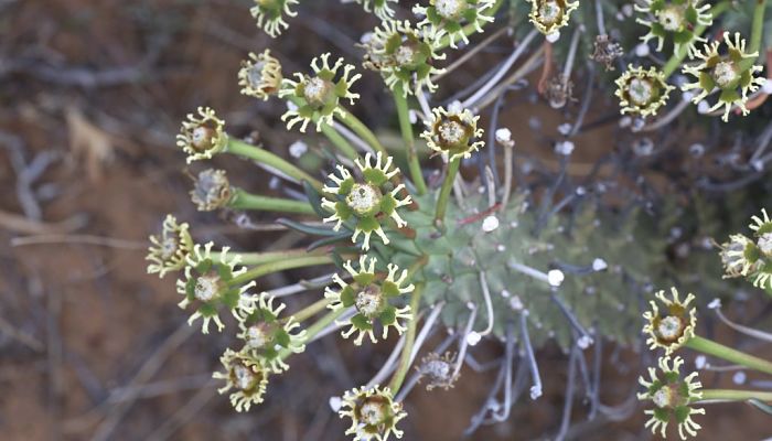 Ciatios de una euforbia medusoide con glándulas blanquecinas
