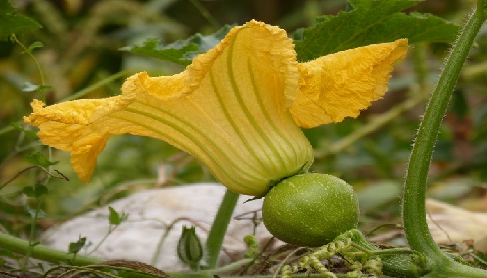Flor femenina de calabacera abierta, con el fruto joven detrás del tubo floral
