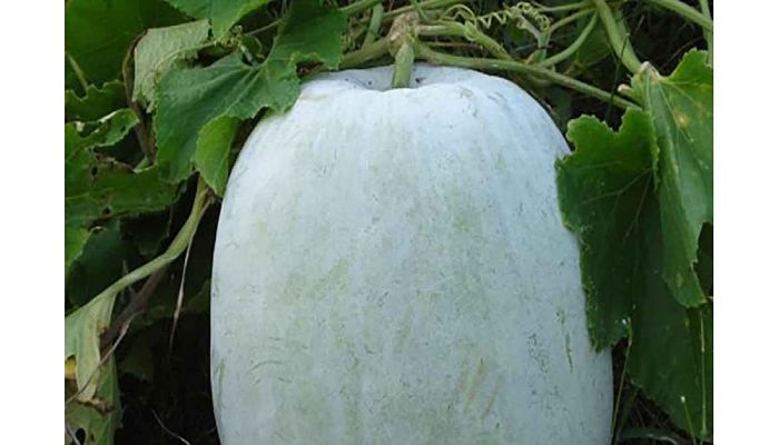 Fruto de Benincasa hispida con la piel cubierta de cera blanquecina