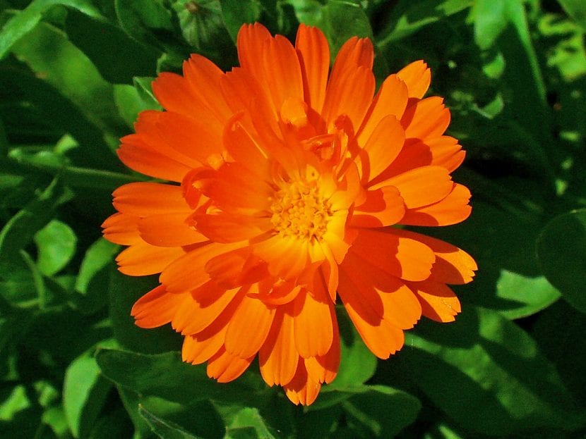 Capítulo floral de Calendula officinalis