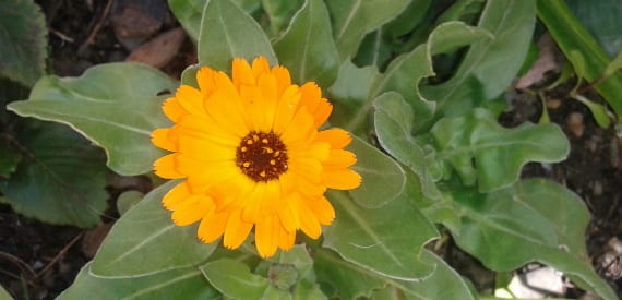 Caléndula o maravilla: cultivo, cuidados y usos