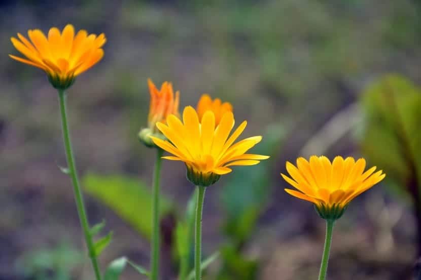 Flores de caléndula de color naranja intenso