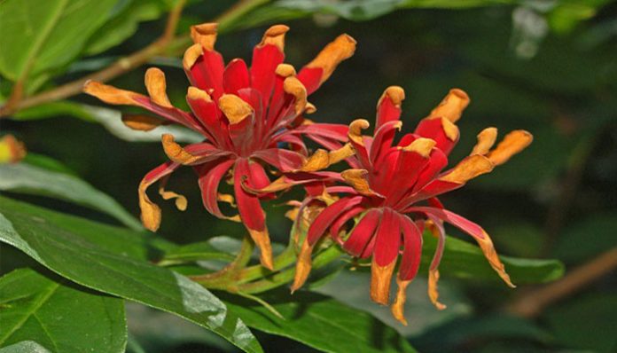 Flores de calicanto, con tépalos estrechos dispuestos en espiral