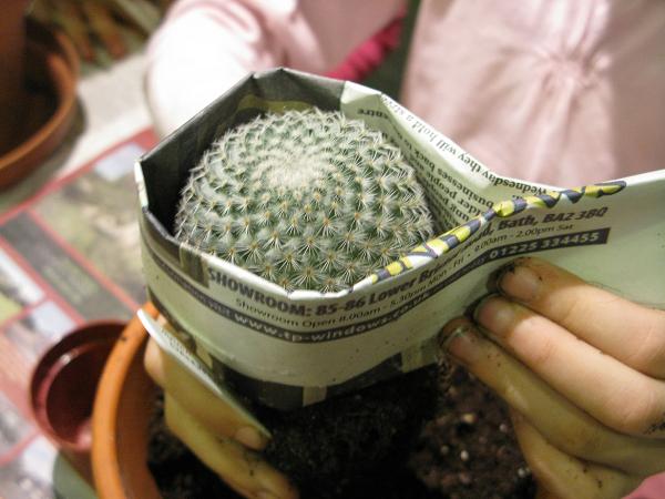 Plantación de un cactus en el terreno