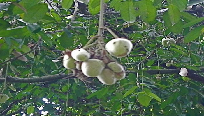 Frutos redondeados y claros colgando en racimo de las ramas de un árbol tropical