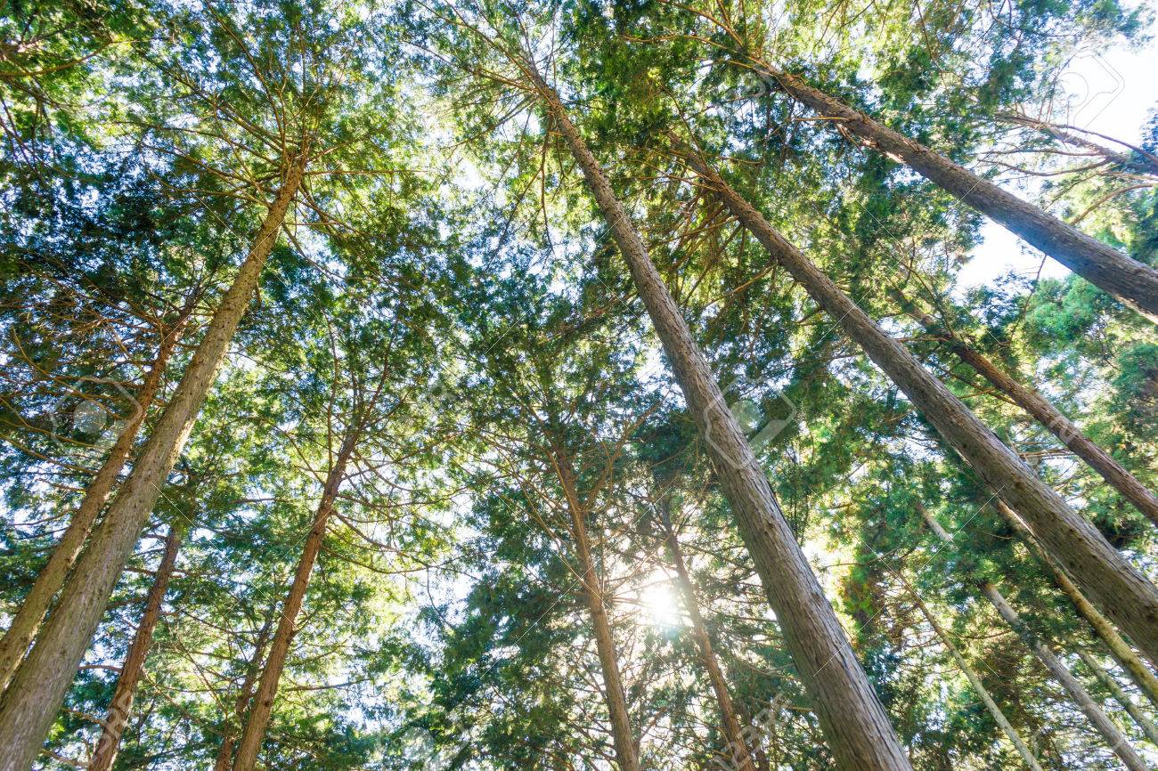 Ciprés: tipos, características, tamaños, variedad y colores…