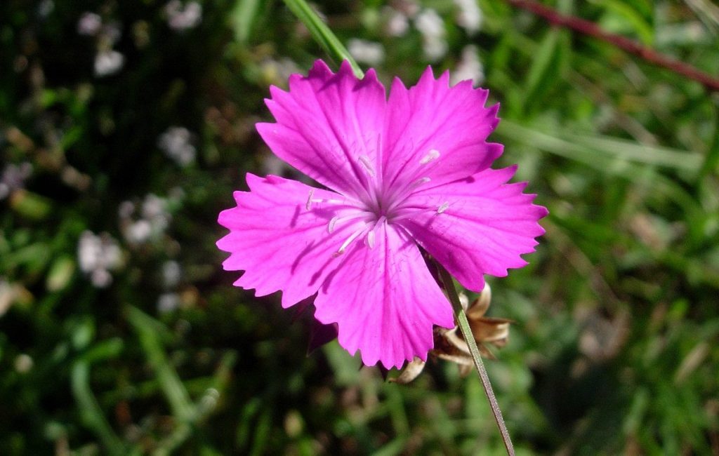 Clavel de flor morada