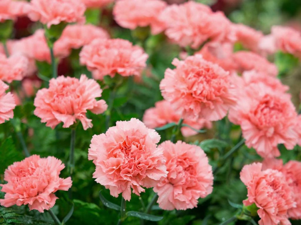 Clavel de flor rosada