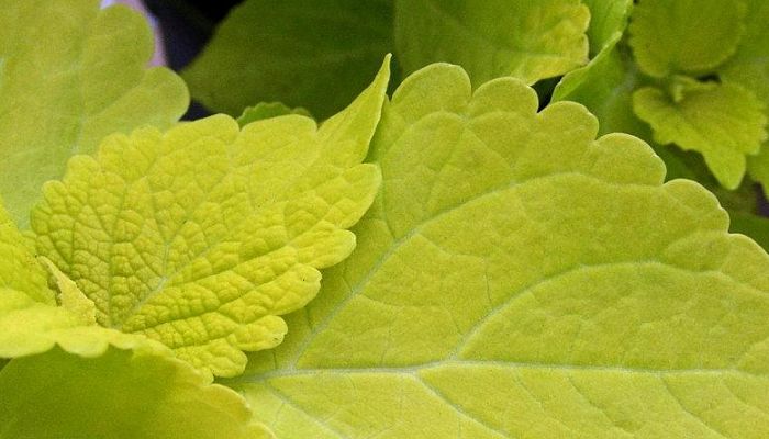 Detalle de la hoja dentada de un cóleo verde lima