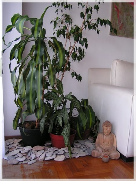 Planta de interior de hoja verde en maceta dentro de una vivienda