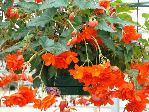 Begonia en flor con hojas verdes brillantes