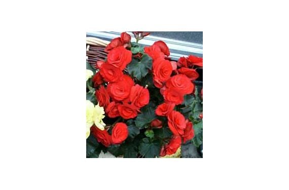 Cómo cuidar begonias: luz, riego y guía por tipos
