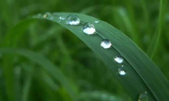 Hojas verdes y sanas de una planta