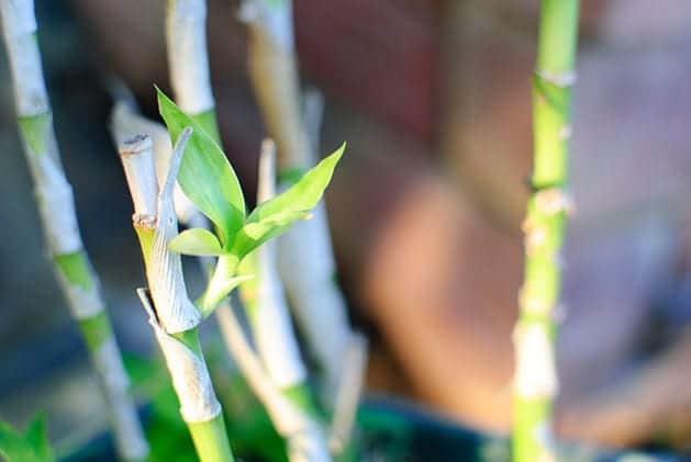 Cuidados del bambú: de la suerte y de jardín