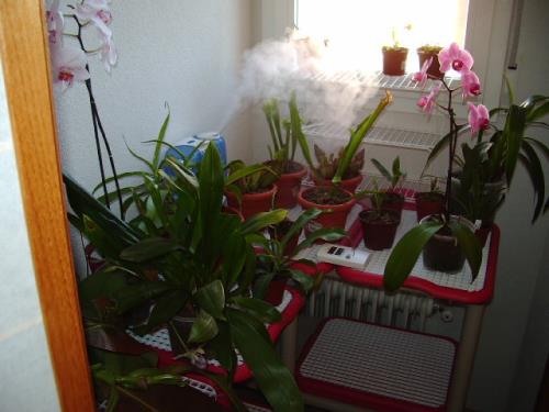 Conjunto de plantas de interior en macetas junto a una ventana