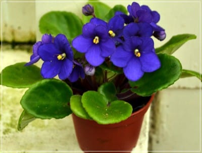 Violeta africana en flor con roseta de hojas aterciopeladas