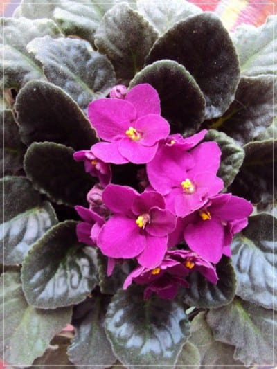 Detalle de las flores de una violeta africana