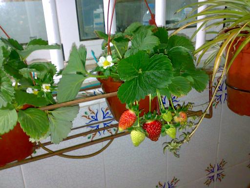 Hortalizas cultivadas en macetas y contenedores