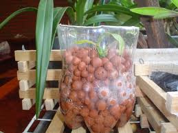 Esquejes de planta de interior enraizando en recipientes con agua